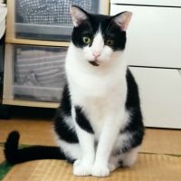 shimafuku 会員画像