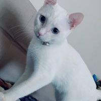 しらたまくんさん