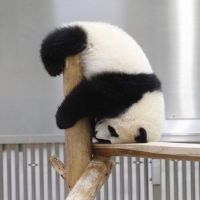 ちでさん