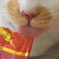 みかん栗リン 会員画像