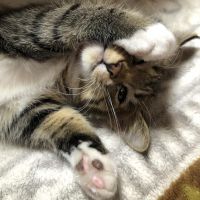 bukubuku 会員画像