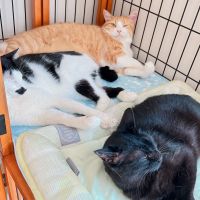 にゃんはる 会員画像