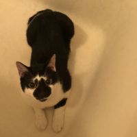 めろにゃ 会員画像