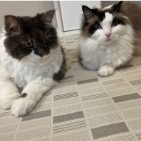 ちーばくん 会員画像