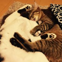 ちょびぽぅ 会員画像