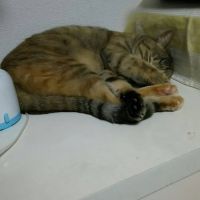 チャッ 会員画像