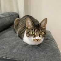 グラとノーラ 会員画像