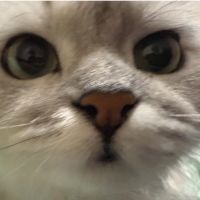 グローグーさん