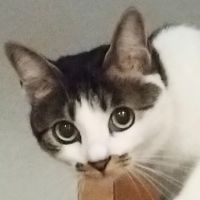 ねじちろる 会員画像