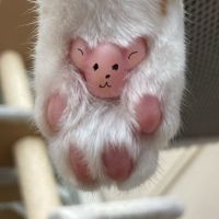 いとっちんさん
