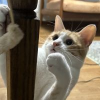 ポコニャ 会員画像