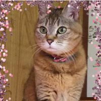 ミトシータ 会員画像