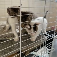 タカオサトルさん