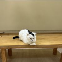 猫じゃれこさん