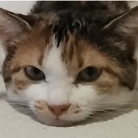 えめらさん