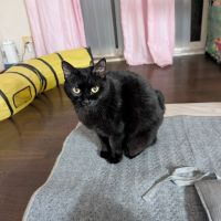 くろねこリオさん
