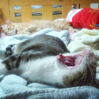 さぼ猫 会員画像