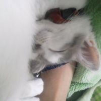 まんきりゅう 会員画像