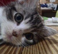 ねねめる 会員画像