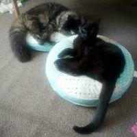 にゃんたろお 会員画像