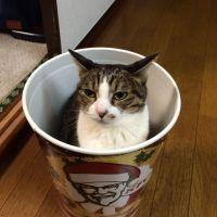 タマキチ 会員画像