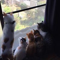 にゃン 会員画像