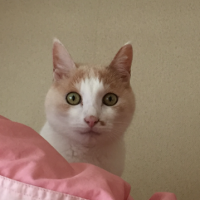 みゃーたんと 会員画像