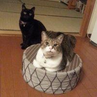 ふうたちゃりん 会員画像