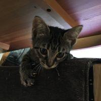 猫んこ 会員画像