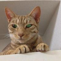 supercatnana 会員画像