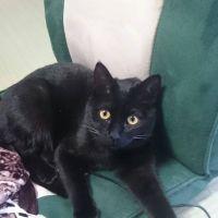金の猫 会員画像