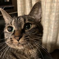 しんばママさん