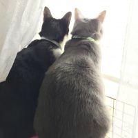 ドラえもん♪ 会員画像