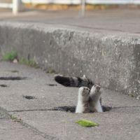 ともにゃー 会員画像