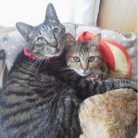 ちぃちゃこちび 会員画像