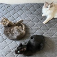 ゆきせいだい 会員画像