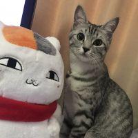 はにゃすけ 会員画像