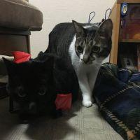 けいあさこ 会員画像