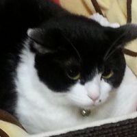 ニャーちゃんのママ 会員画像