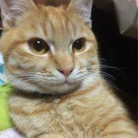 chee_nyan 会員画像