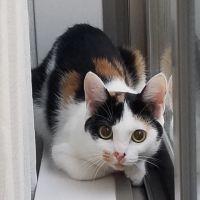 ツトム
