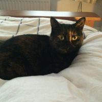 ソフィーS 会員画像