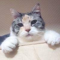 みほにゃ 会員画像