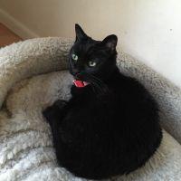 しあねこ 会員画像