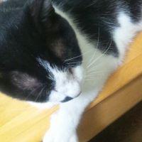 こけっこ 会員画像