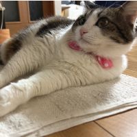 まみねこさん