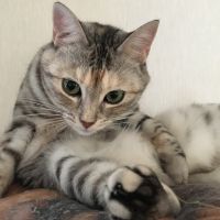 ギィーヤン 会員画像
