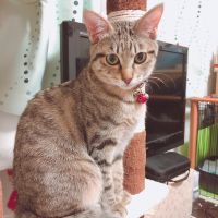 ゆずあんこ 会員画像