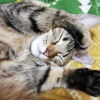 坂井マロ 会員画像