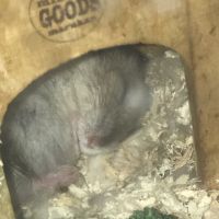 会員画像